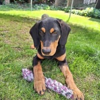 🐾💛  Luxi 🐾💛 sucht sein Zuhause, Hund zur Adoption