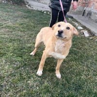 Freundlicher Familienhund - Kinderlieb, Hund zur Adoption