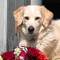 Giada - NOTFALL in 49492 Westerkappeln, Hündin zur Adoption