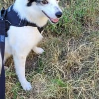 Maia; sucht Ruhe und Sicherheit, Hündin zur Adoption
