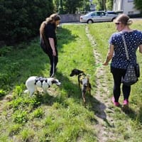 Maia; sucht Ruhe und Sicherheit, Hündin zur Adoption