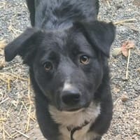 FELIX sucht seine Menschen, Hund zur Adoption