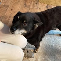 Yamila-eine sanfte Seele, Hündin zur Adoption
