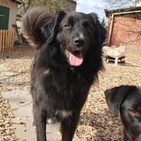 Poi - wartet in Salzkotten, Hund zur Adoption
