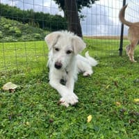 Kleine Emma  voller Lebensfreude, Hündin zur Adoption