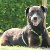 Gino möchte endlich ankommen ..., Hund zur Adoption
