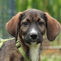 Chiko - auf der Suche nach Geborgenheit, Hund zur Adoption