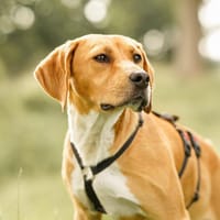 Cookie, Hund zur Adoption