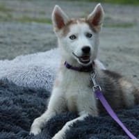Mila unsere kleine Schönheit.., Hündin zur Adoption