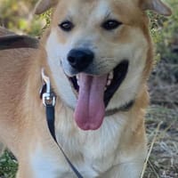 verträglicher Dart, Hund zur Adoption