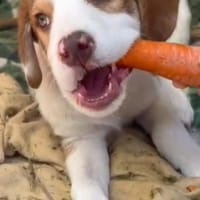 Welpe Archi sucht festes Zuhause, Hund zur Adoption