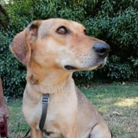 Fina, kleine Hundeseele voller Liebe, Hündin zur Adoption