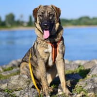 Die liebe 💕Raija 💕sucht ihre Menschen, Hündin zur Adoption