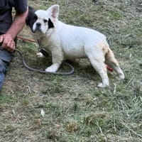 Ich heiße Folti ...., Hündin zur Adoption