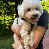 Kevin in 79589 Binzen, Hund zur Adoption