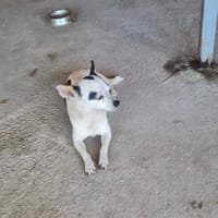 Kleine freundliche Chihuahua Hündin Amy, Hündin zur Adoption