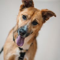 Mira stellt sich vor, Hündin zur Adoption