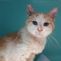 DIOUC CHA, chat à adopter
