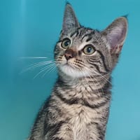 BENTON CHA, chat à adopter