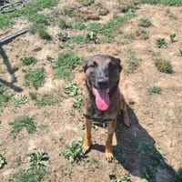 VAIKO, chien à adopter