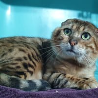 PISTACHE CHA, chat à adopter