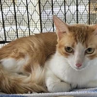 DOLCE, chatte à adopter