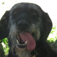 HOUSTON, chienne à adopter