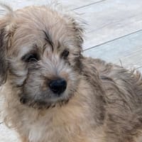 Aldo, chien à adopter