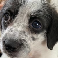 Jackie, chienne à adopter