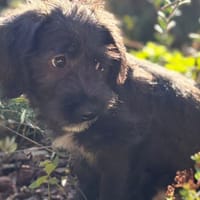 Merlot, chien à adopter