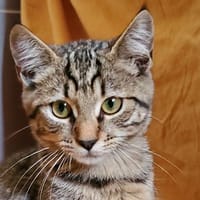 Cheyanne, chatte à adopter