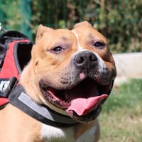 BOUNTY, chien à adopter