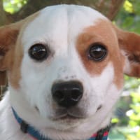 ARTEMISIA, chienne à adopter
