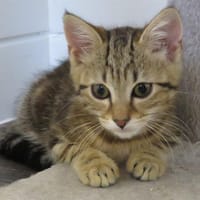 NOUILLE, chatte à adopter