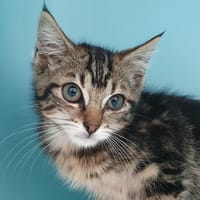 SUSAN CHA, chatte à adopter