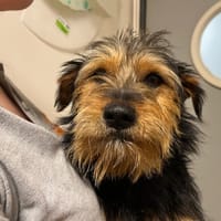 CZINGUER, chien à adopter