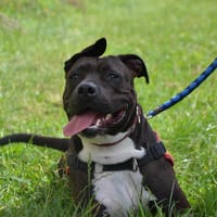 SIA, chienne à adopter