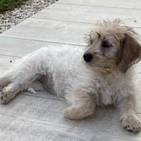 Kiddo, chienne à adopter
