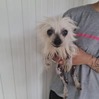 Mimosa, chienne à adopter