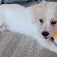Aslan, chien à adopter