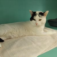 JEFFREY PAB27668, chat à adopter