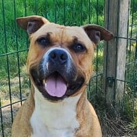 THOR, chien à adopter