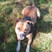 THOR (réservé), chien à adopter