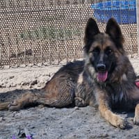 DIANA, chienne à adopter