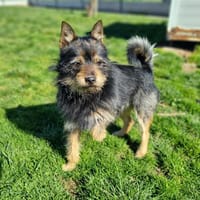 PEPITO, chien à adopter