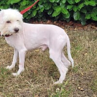 Casimir, chien à adopter