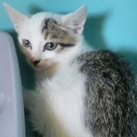 BOBINE, chatte à adopter