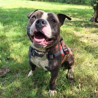 URUS, chien à adopter