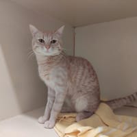 Kyubi PAB27590, chat à adopter