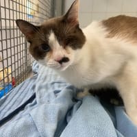 STITCH, chat à adopter